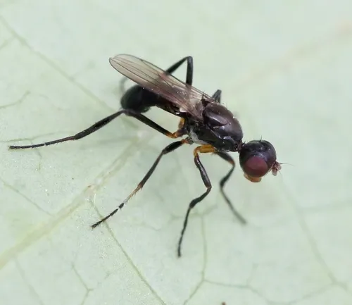 Themira annulipes - photo 2