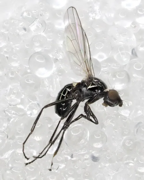 Themira minor
