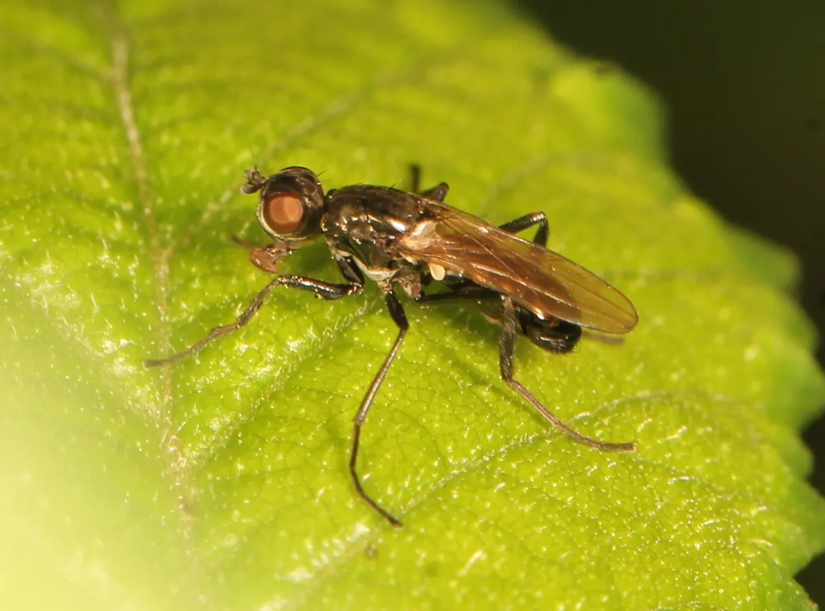 Themira putris - photo 3