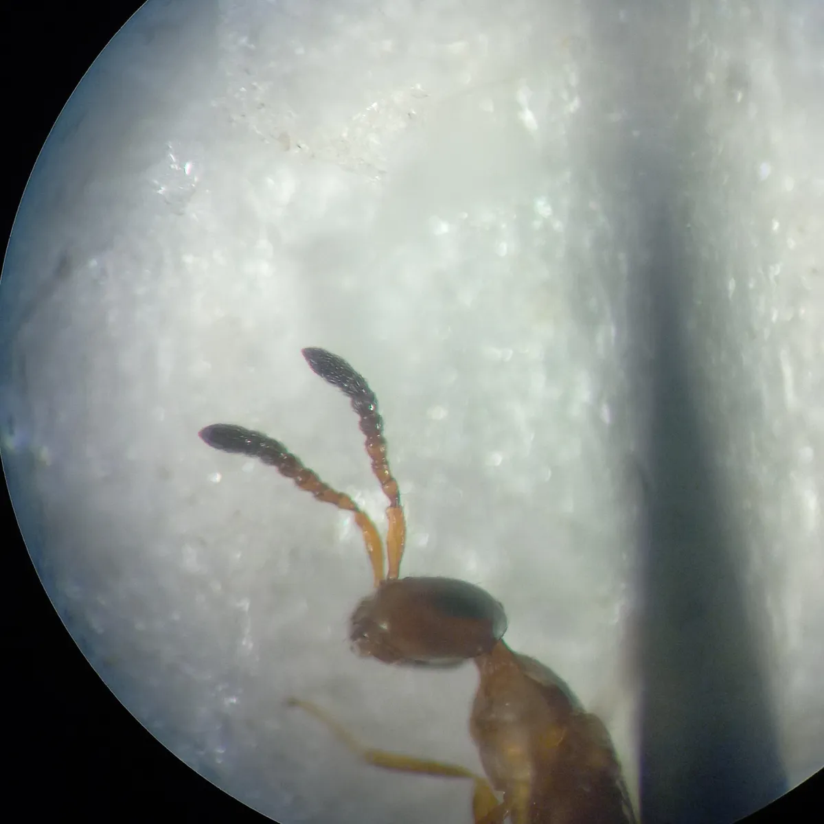 Theocolax elegans - photo 3