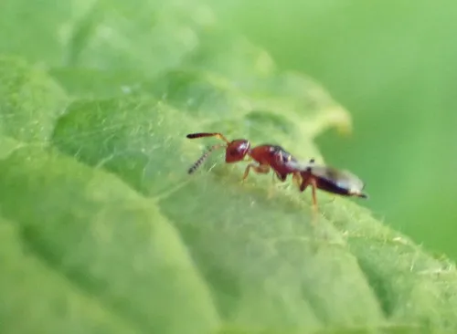 Theocolax formiciformis