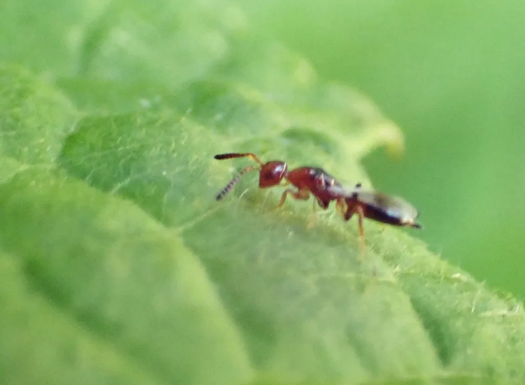 Theocolax formiciformis - photo 2