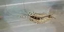 Thereuonema tuberculata