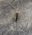 Thereuonema tuberculata - photo 3