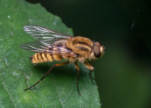 Golden Stiletto Fly