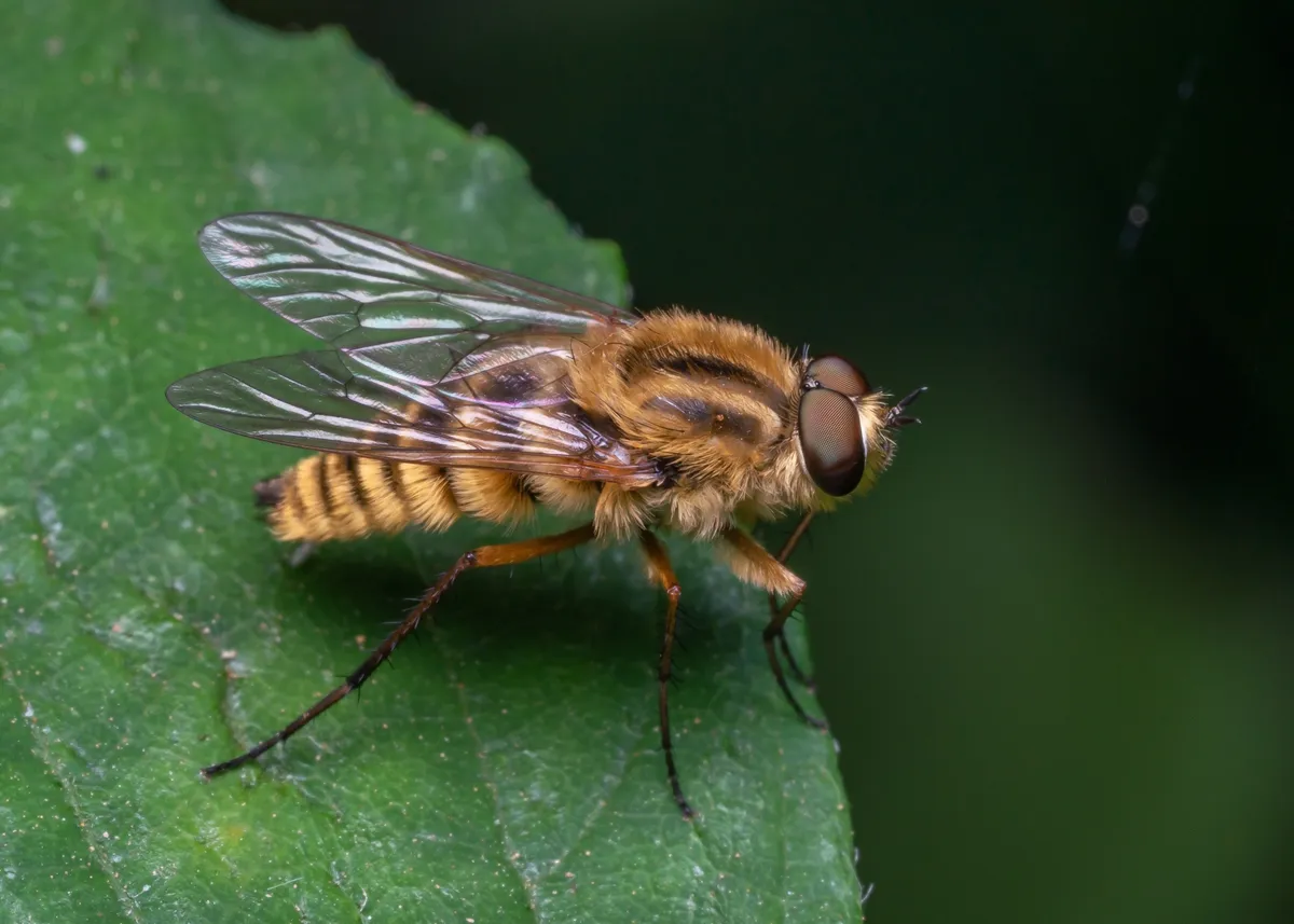 Golden Stiletto Fly - photo 3