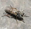 Thereva cordata