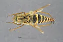 Thereva diversa