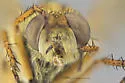 Thereva diversa - photo 3