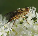 Thereva flavipilosa