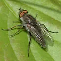 Thereva frontalis