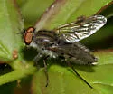 Thereva frontalis - photo 2