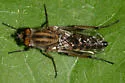 Thereva frontalis - photo 4