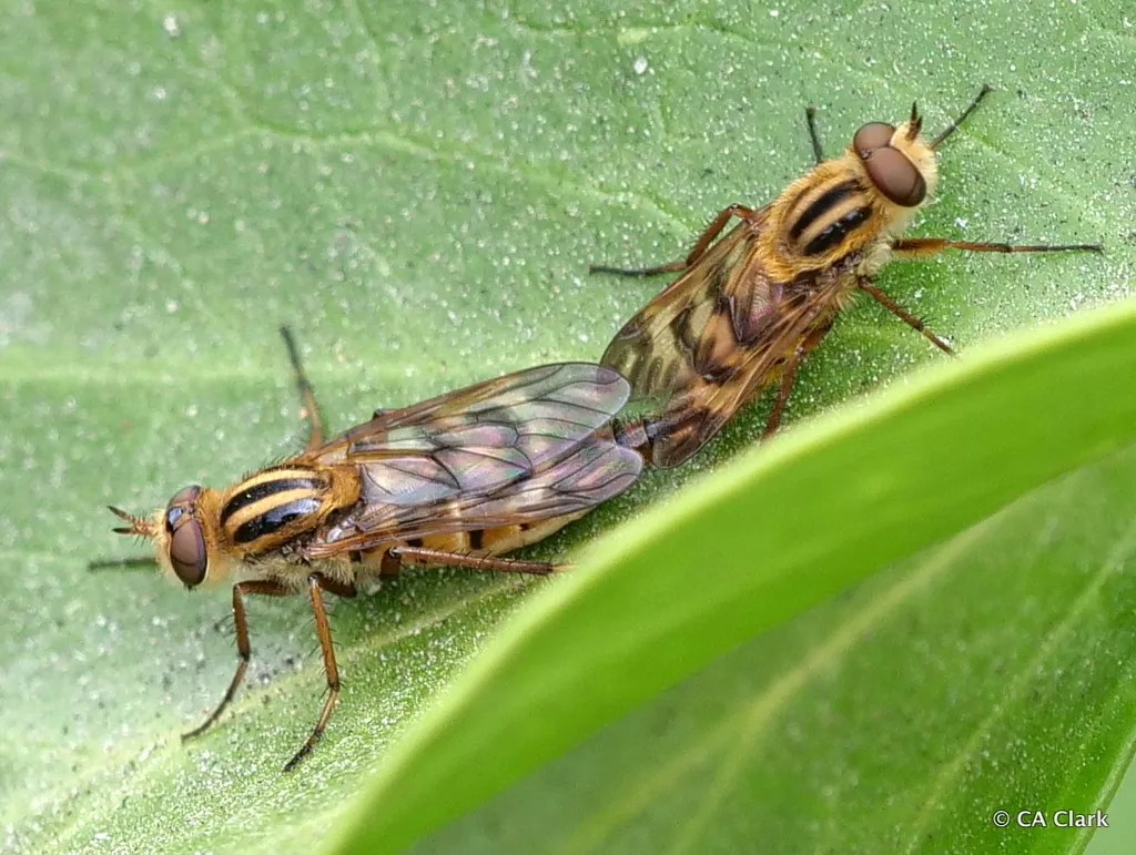 Thereva fucata - photo 2