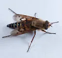 Thereva hirticeps - photo 2