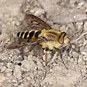 Thereva hirticeps - photo 3