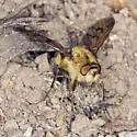 Thereva hirticeps - photo 4