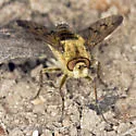 Thereva hirticeps - photo 5