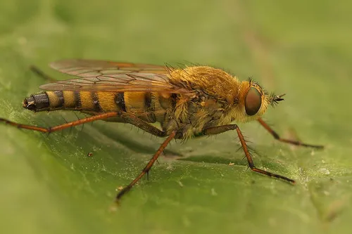 Thereva nobilitata