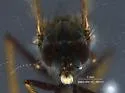 Thereva smithae - Thereva smithae