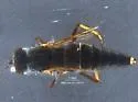 Thereva smithae - photo 2