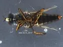 Thereva smithae - photo 3