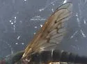 Thereva smithae - photo 4