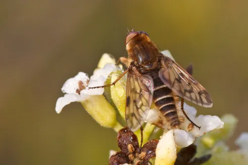 Thereva spiloptera
