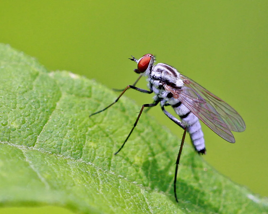 Stiletto Flies - photo 2