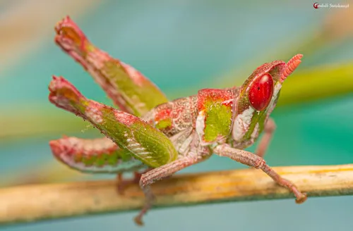 Forbhoppers - Thericleidae