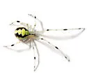 Theridion albidum