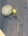 Theridion albidum - photo 2