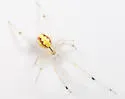 Theridion albidum - photo 3