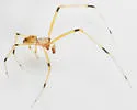 Theridion albidum - photo 4