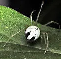 Theridion albidum - photo 5