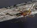 Theridion arizonense