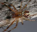 Theridion arizonense - photo 2