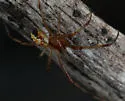 Theridion arizonense - photo 3
