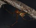 Theridion arizonense - photo 5