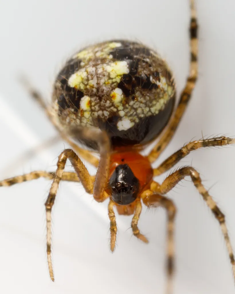 Theridion australe - photo 2