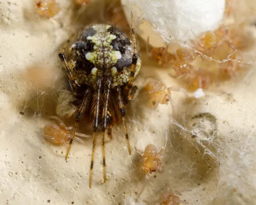 Theridion australe - photo 3