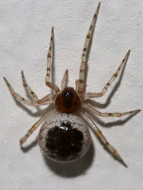Sardinidion blackwalli