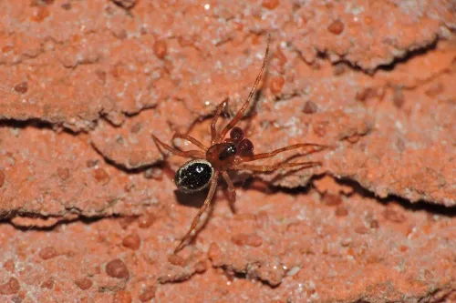 Sardinidion blackwalli - photo 2