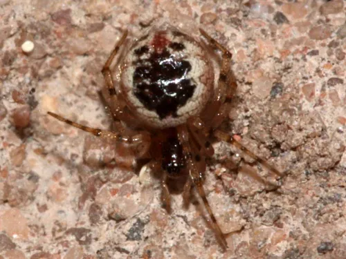 Sardinidion blackwalli - photo 3
