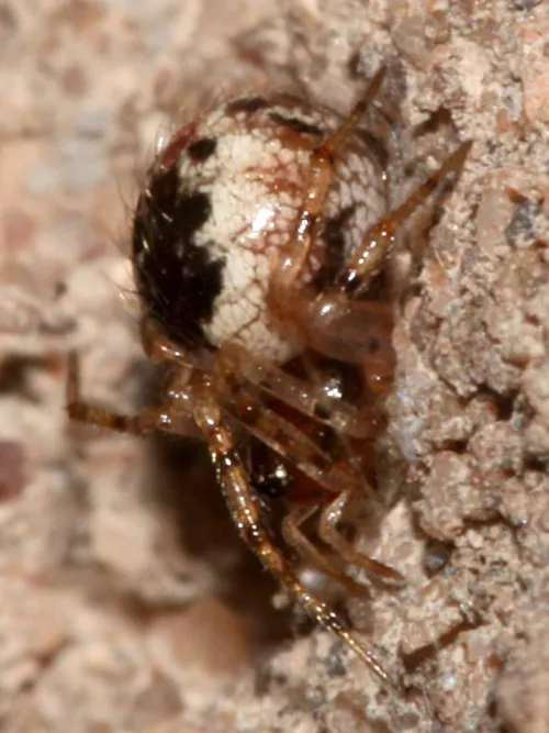 Sardinidion blackwalli - photo 4