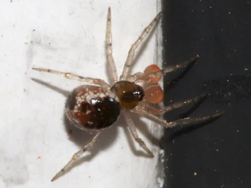 Sardinidion blackwalli - photo 5