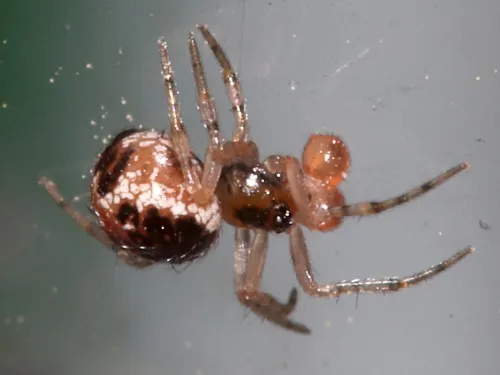 Sardinidion blackwalli - photo 6