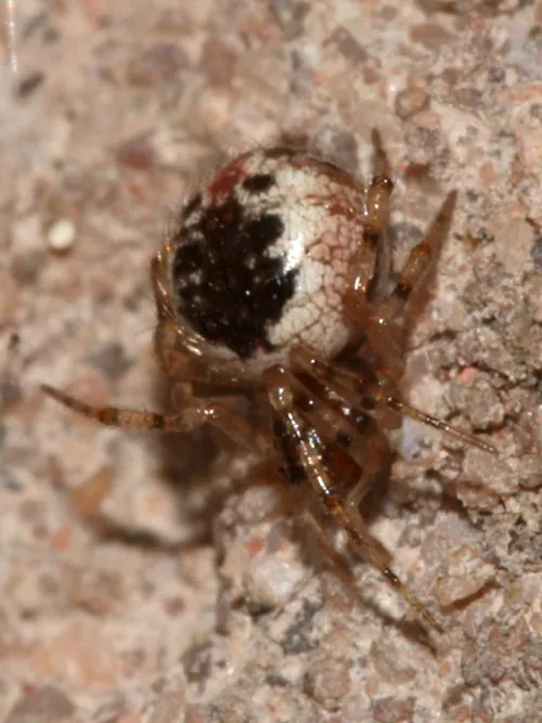 Sardinidion blackwalli - photo 7