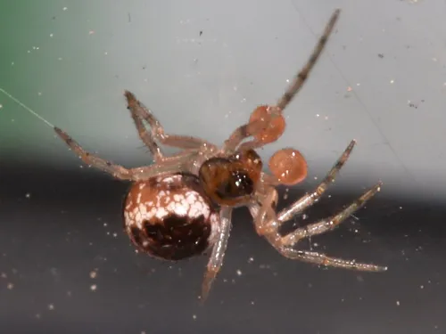 Sardinidion blackwalli - photo 8