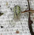 Theridion californicum